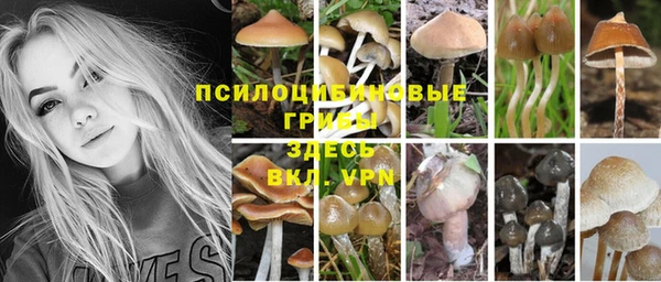 сатива Козловка